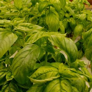 Italian Basil ~ Vireo Farm