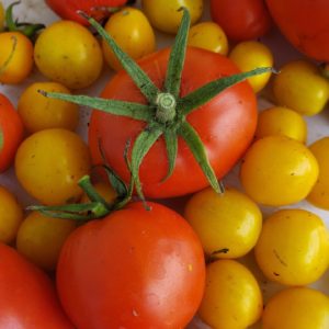 Tomatoes ~ Vireo Farm