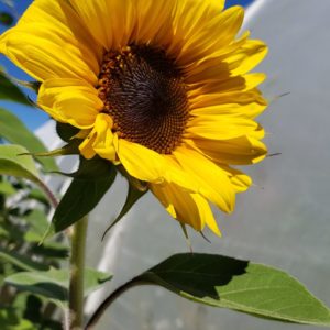 Tabletop Sunflowers - by the stem