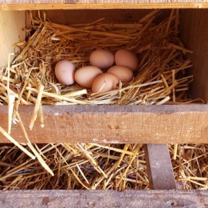 Fresh Chickens Eggs ~ Vireo Farm