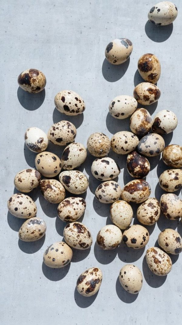Fresh Quail Eggs ~ Vireo Farm