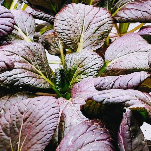 Rosie Bok Choi